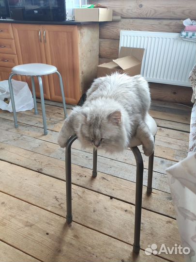 Кошка британская длинношерстная