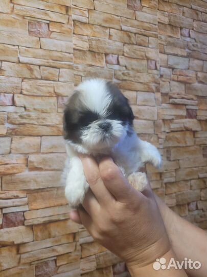 Ши тцу (мини)