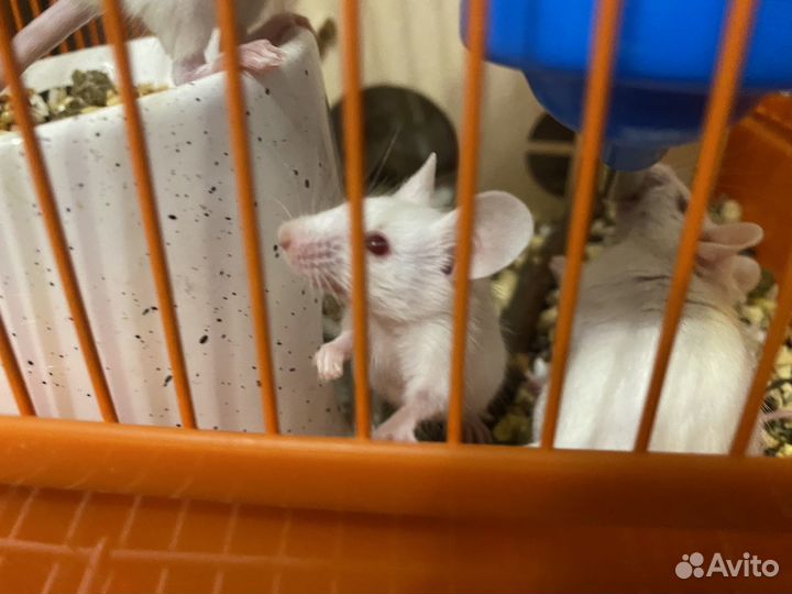 Отдам мышей