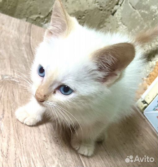 Кошка в дар