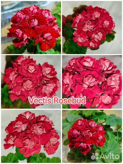 Пеларгония герань розебудная разные