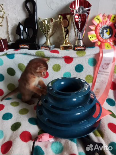 Абиссинская