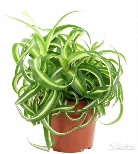 Хлорофитум бонни кудрявый