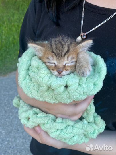 Котик