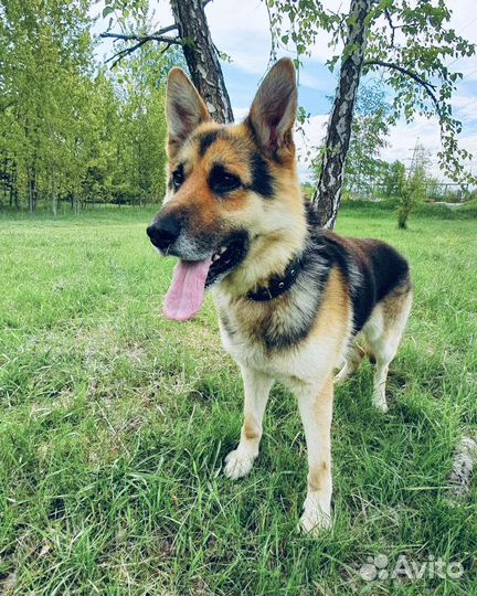 Овчарка не хочет погибать