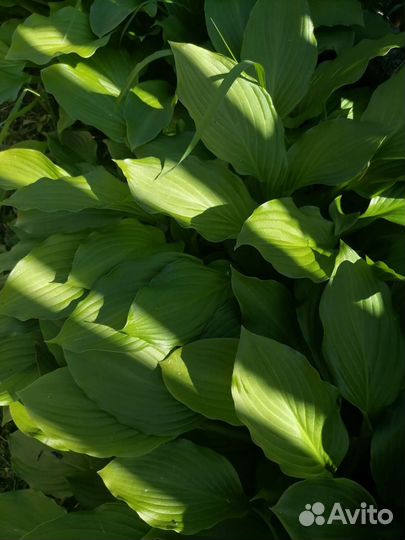 Хоста растение