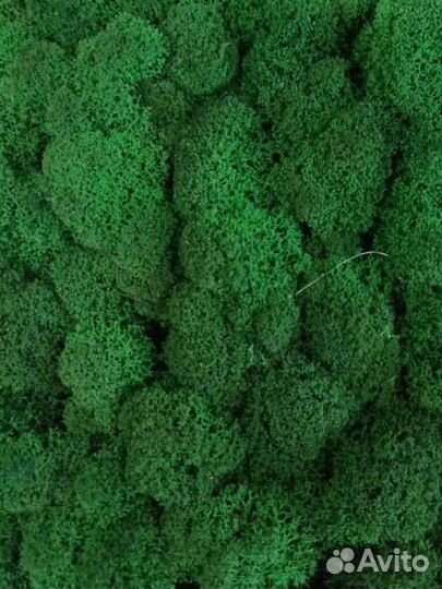 Стабилизированный мох в ассортименте