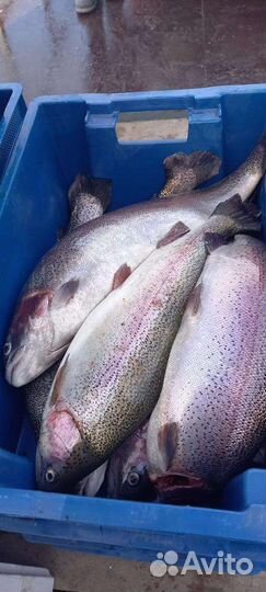 Форель и икра форели из Карелии