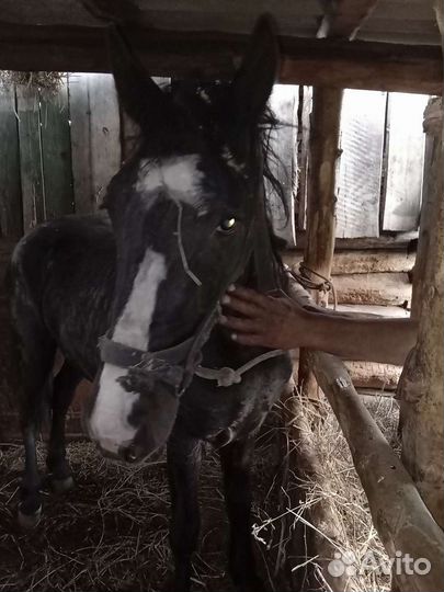 Продам бычков и жеребца