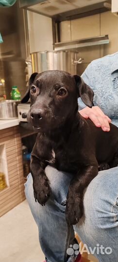 Паттердейл терьер