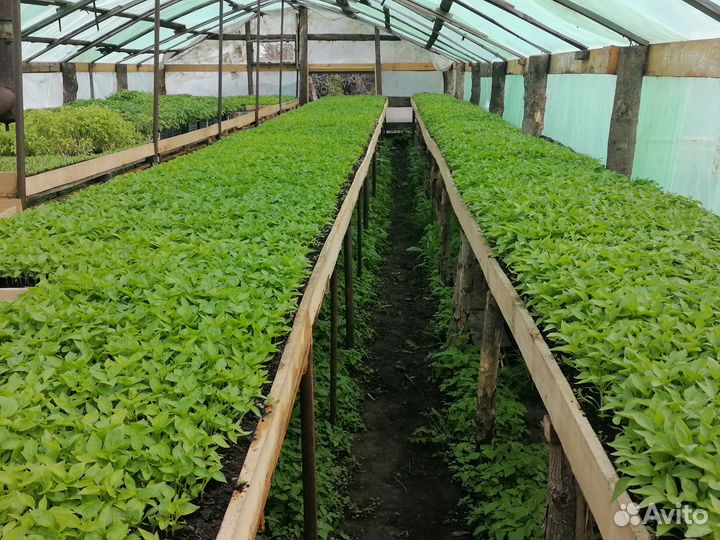 Рассада помидор, перца, баклажанов, базилика