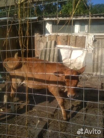 Продаются телята (тёлочки), три, четыре месяца