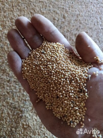 Продам просо