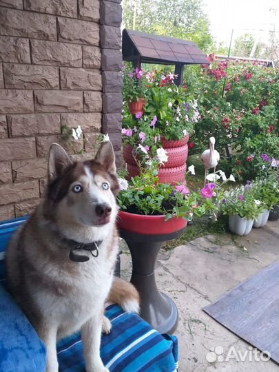 Передержка, зоогостиница для кошек, собак, птиц и