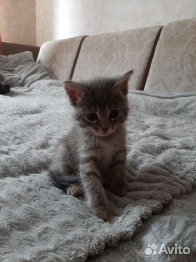 Котята в хорошие руки.Девочка и два мальчика