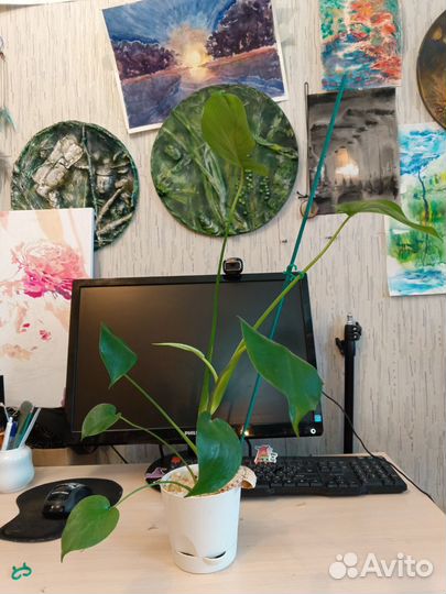 2 горшочка Монстера активно пошла в рост