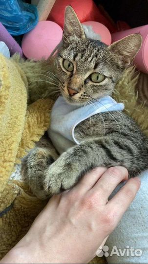 Кошка