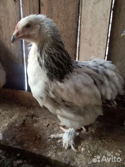 Петушки брама и помесь