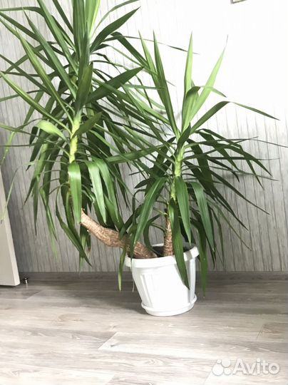 Юкка домашняя