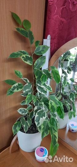 Фикус Бенджамина Голден Кинг