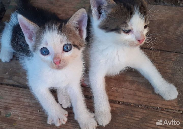 Котята, родились 05.07, бесплатно