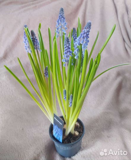 Гиацинт, нарцисс, мускари к 8 Марта