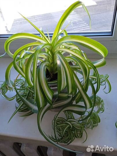 Хлорофитум