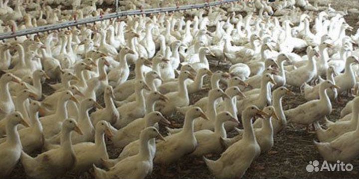 Утята Черри Велли