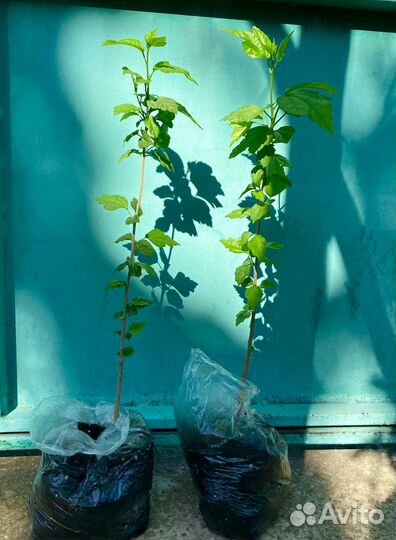 Гибискус (взрослые саженцы)