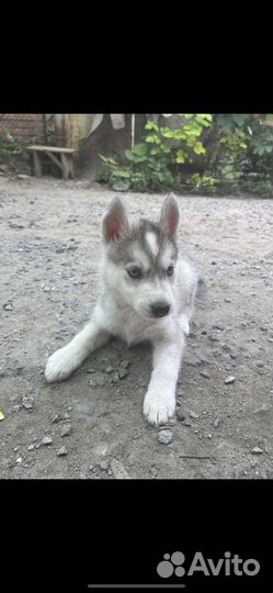 Сибирский хаски