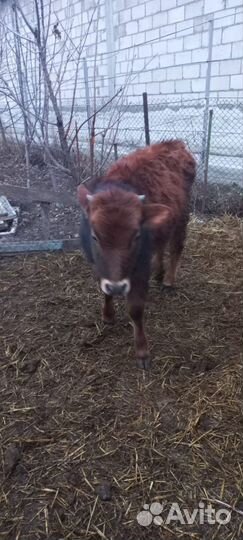 Коровы телки