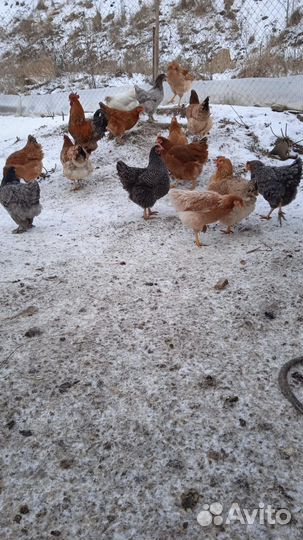 Куры, петушки домашние