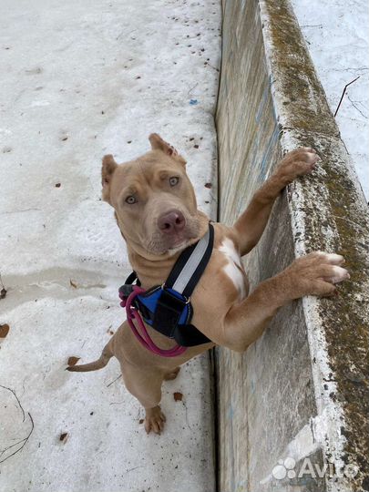 Американский булли xl