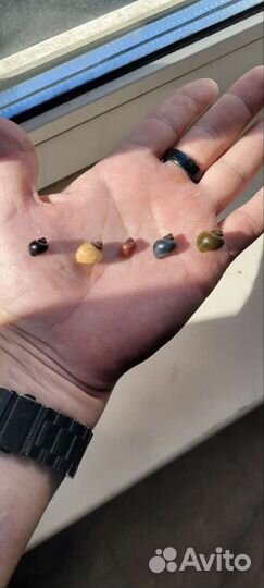 Цветные ампулярии