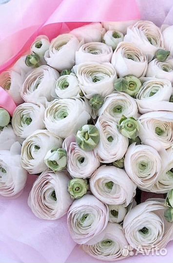 Ранункулюс цветы