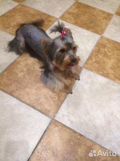 Стрижка йоркширских терьеров