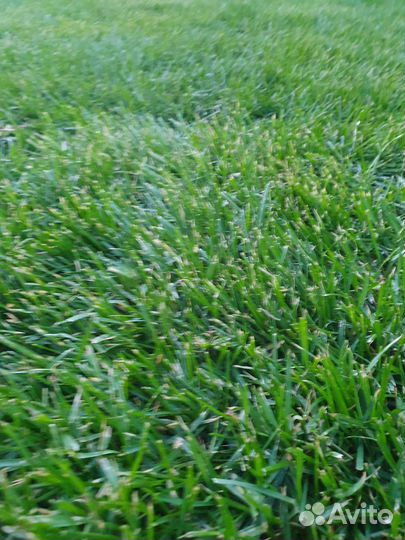 Газон Рулонный Газон под ключ Автополив