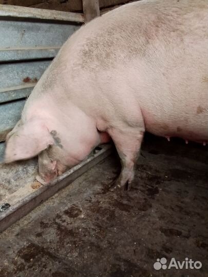 Свиноматка