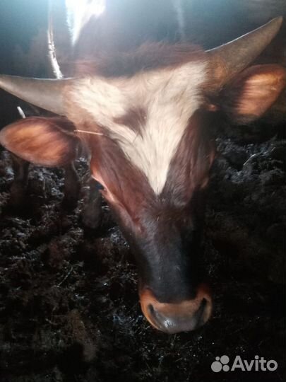 Продадим бычков