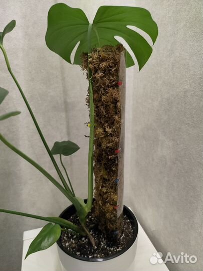 Тотем для растений с мхом