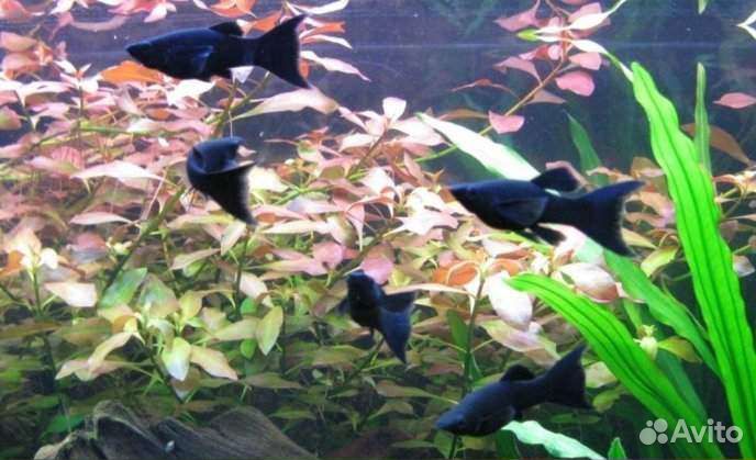 Моллинезия сфенопс чёрная лира