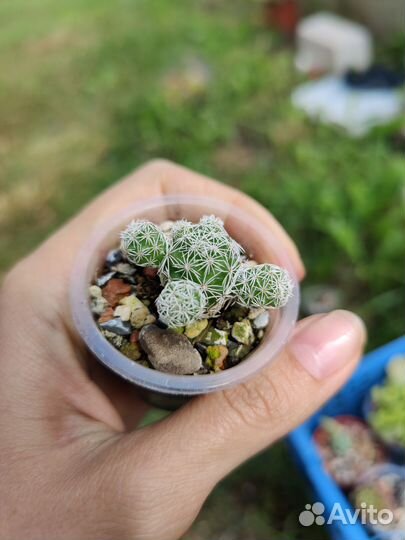 Кактус гимнокалициум Бальда, маммиллярия