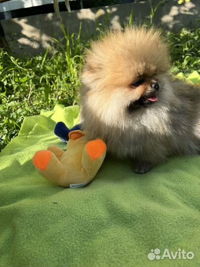 Щенки шпица