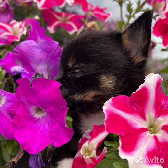 Чихуахуа мальчик