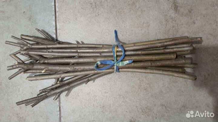 Черенки ивы