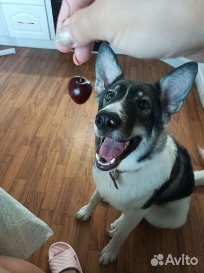 Кобель в добрые руки