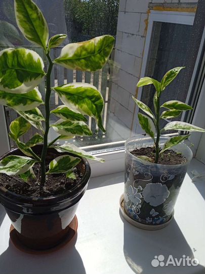 Спатифиллум