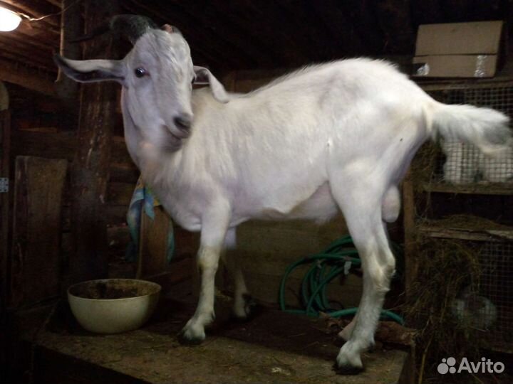 Коза и козел