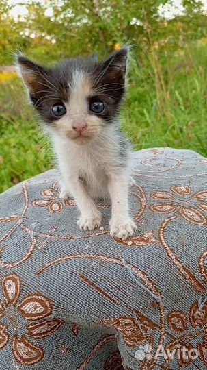 1,5-месячные котятки ищут дом