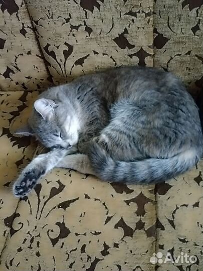 Кошки